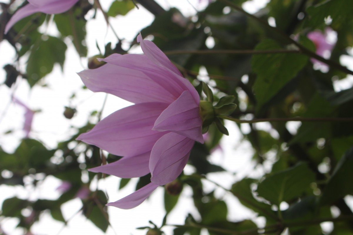 Dahlia imperialis Roezl ex Ortgies